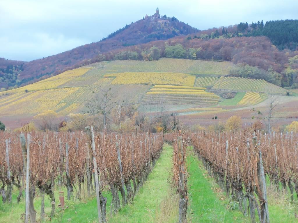 אורשווילר Apartment Route Du Vin Centre Alsace חדר תמונה