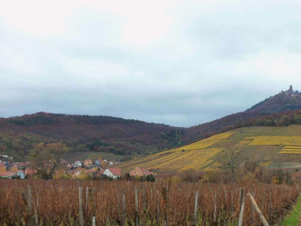 אורשווילר Apartment Route Du Vin Centre Alsace חדר תמונה